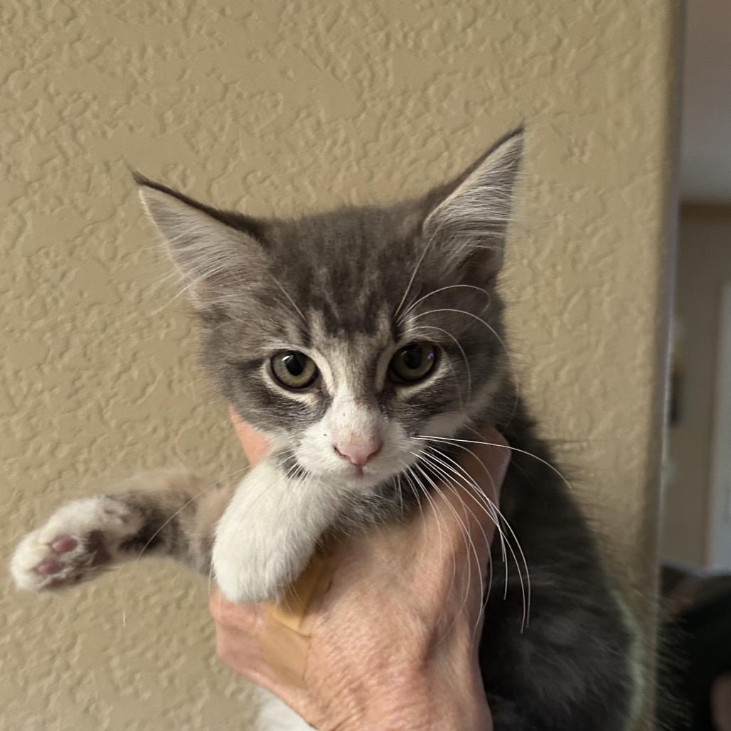 Enlarge Frank, a Adoptable Domestic Medium Hair in Escondido, CA image 2/5