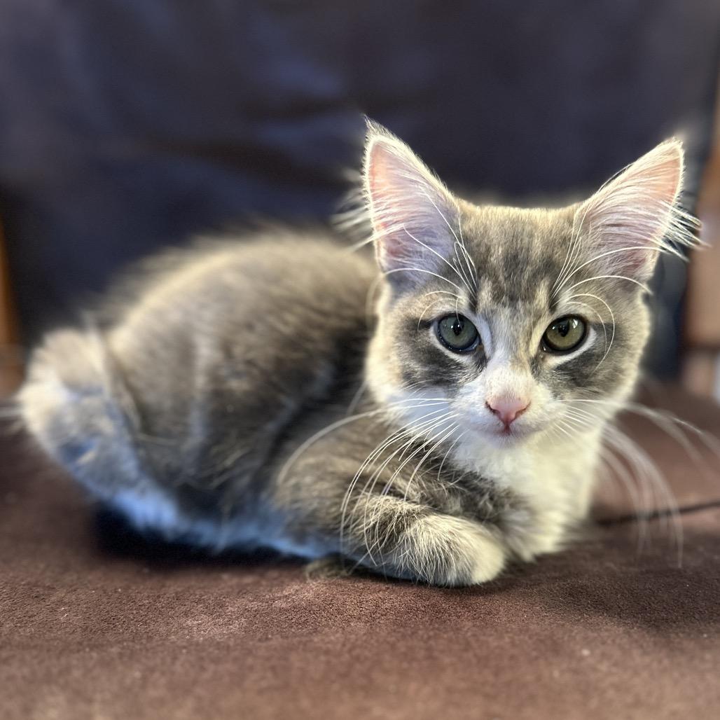 Enlarge Frank, a Adoptable Domestic Medium Hair in Escondido, CA image 3/5