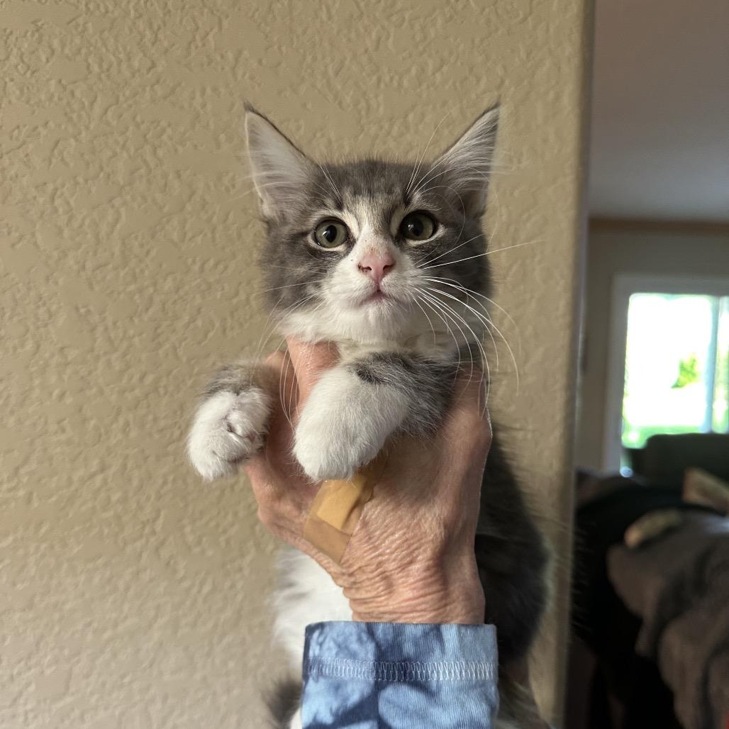 Enlarge Frank, a Adoptable Domestic Medium Hair in Escondido, CA image 4/5