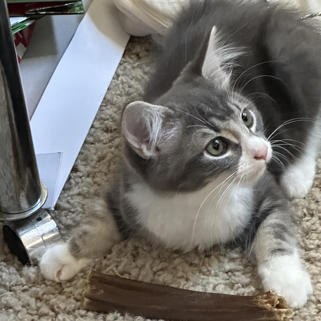 Enlarge Frank, a Adoptable Domestic Medium Hair in Escondido, CA image 5/5