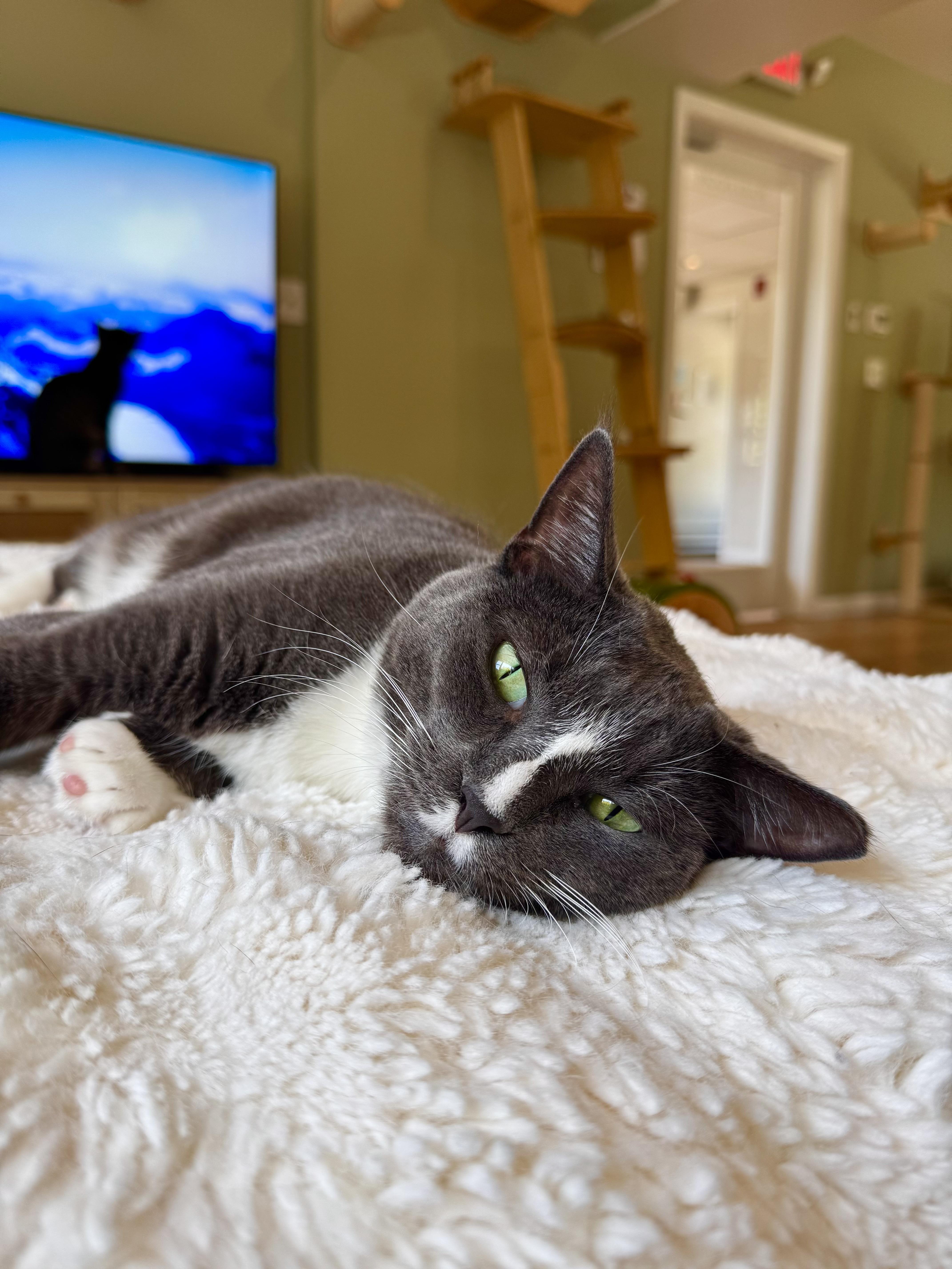 Chip, a ADOPTABLE Domestic Short Hair in Ramsey, NJ image 2/6