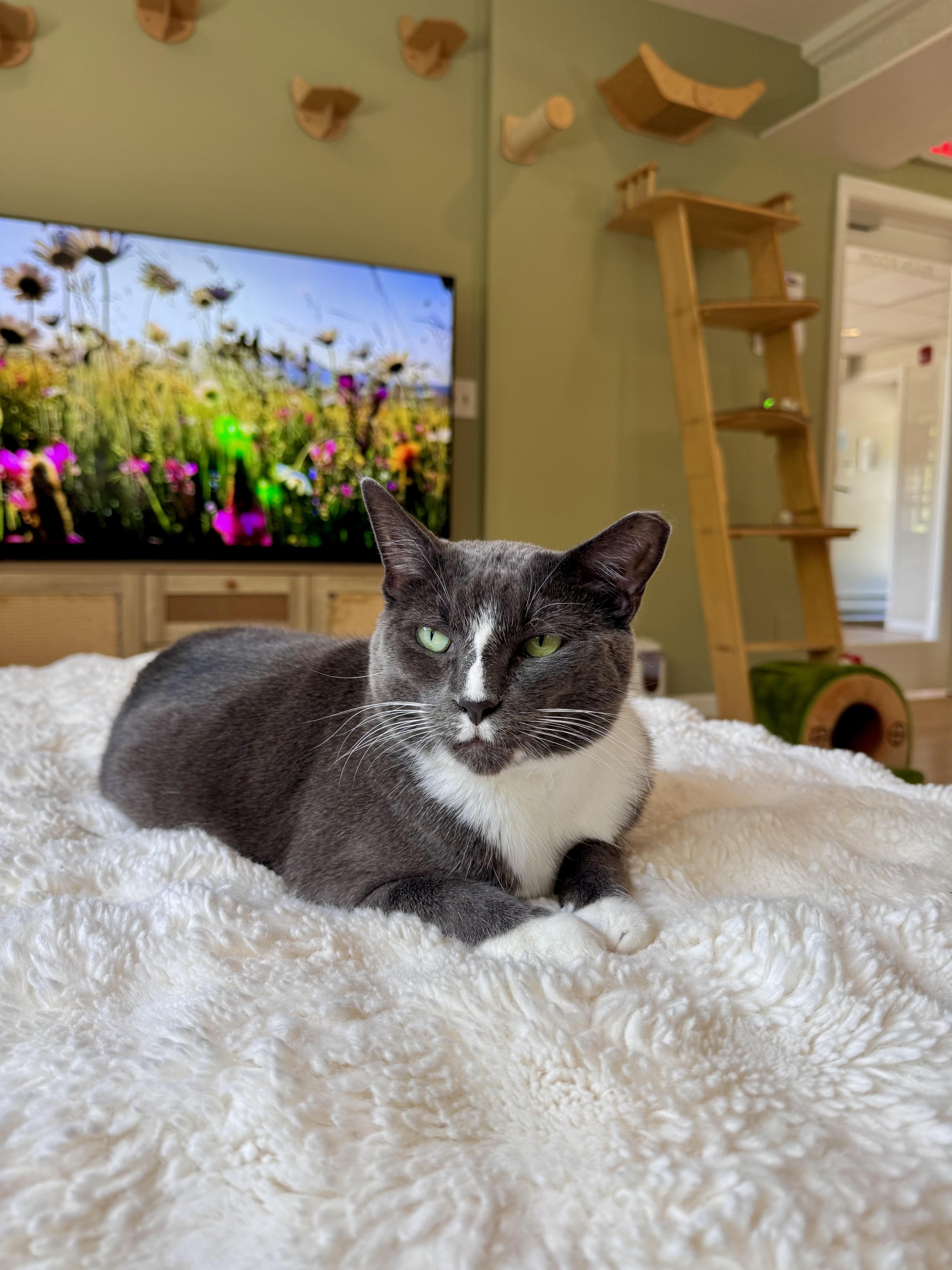 Chip, ADOPTABLE, Adult Male Domestic Short Hair.