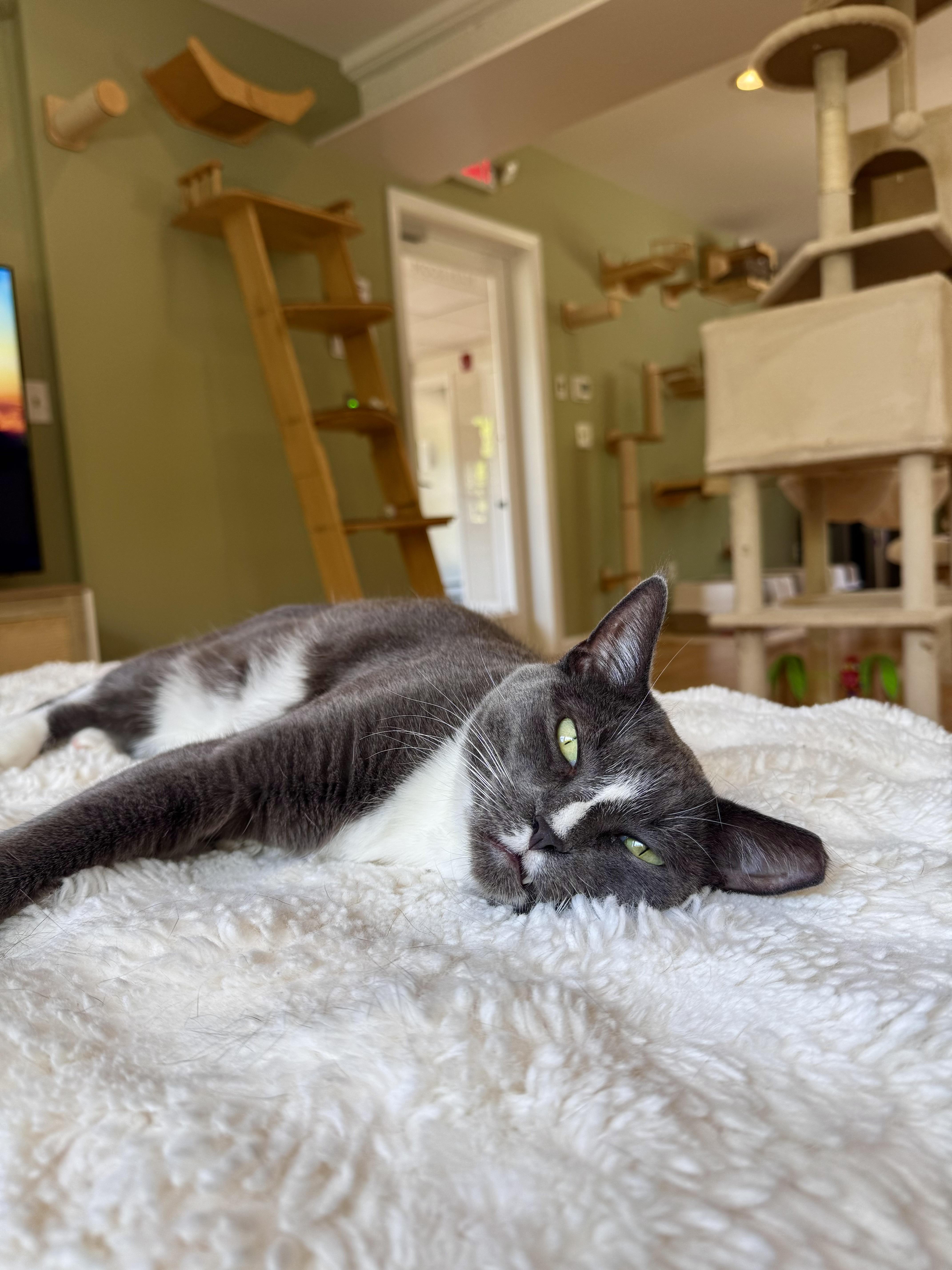 Chip, a ADOPTABLE Domestic Short Hair in Ramsey, NJ image 6/6