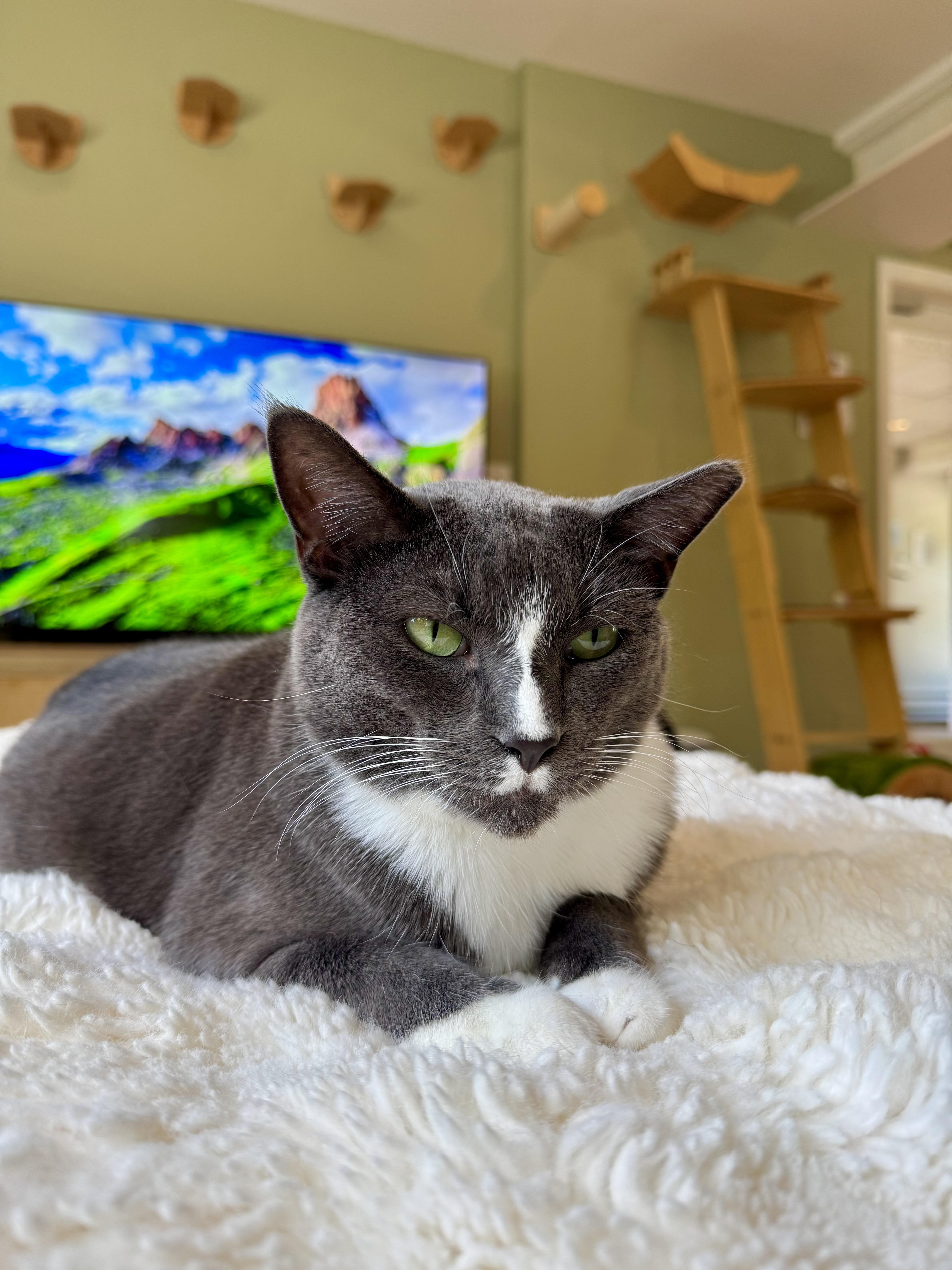 Chip, a ADOPTABLE Domestic Short Hair in Ramsey, NJ image 4/6