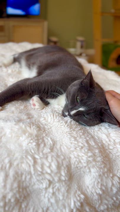 Enlarge Chip, a ADOPTABLE Domestic Short Hair in Ramsey, NJ video 3/6