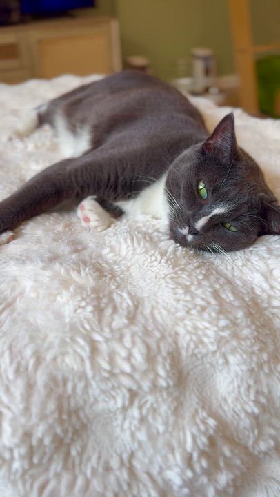 Enlarge Chip, a ADOPTABLE Domestic Short Hair in Ramsey, NJ video 5/6