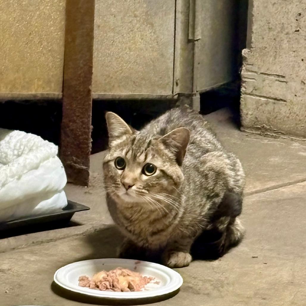 Moe, Adoptable, Adult Male Domestic Short Hair.