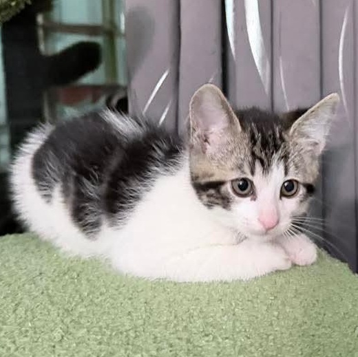 Enlarge Frosty, a Adoptable Tabby in Kentwood, MI image 5/6