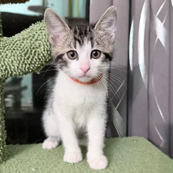 Frosty, Adoptable, Kitten Male Tabby.