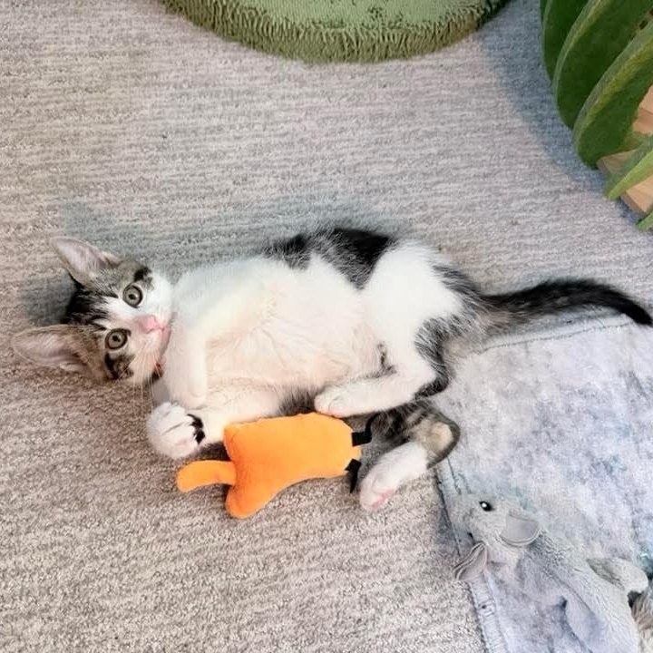 Enlarge Frosty, a Adoptable Tabby in Kentwood, MI image 4/6