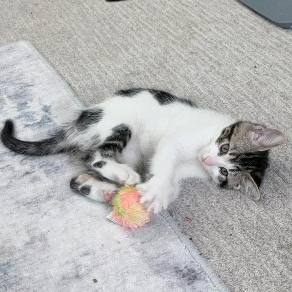 Enlarge Frosty, a Adoptable Tabby in Kentwood, MI image 6/6