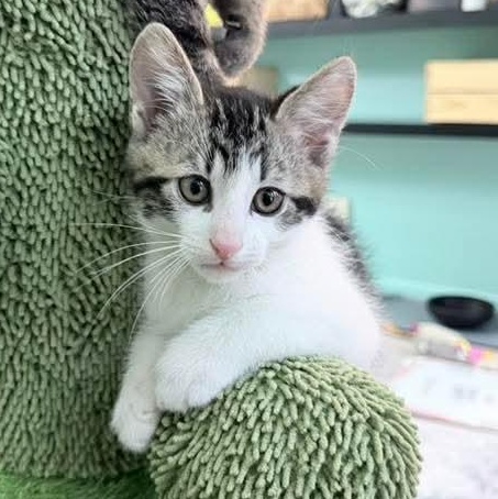 Enlarge Frosty, a Adoptable Tabby in Kentwood, MI image 3/6