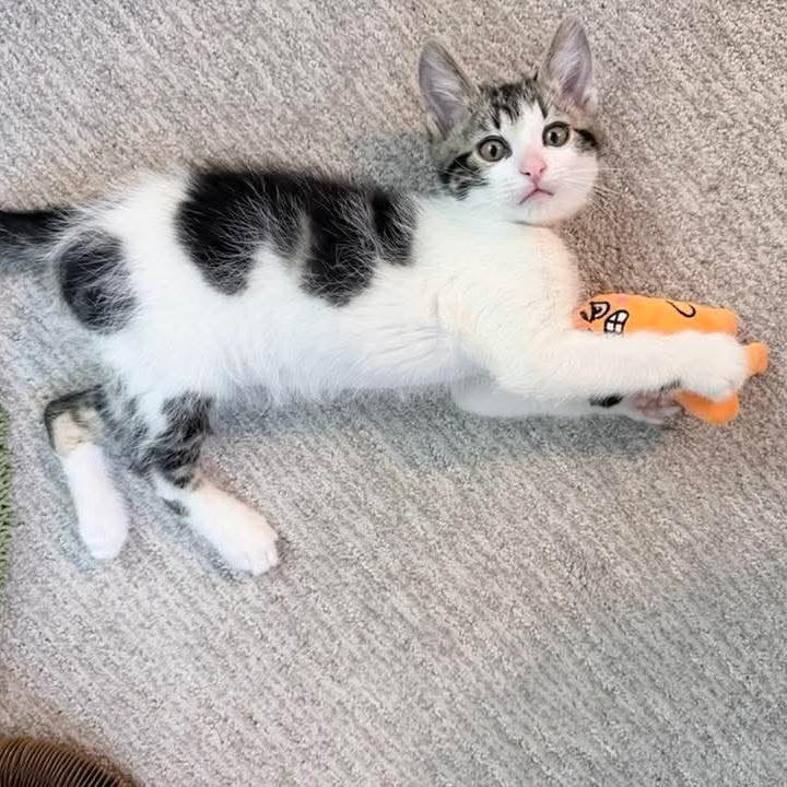 Enlarge Frosty, a Adoptable Tabby in Kentwood, MI image 2/6