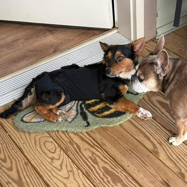 Enlarge Bo, a ADOPTABLE mixed breed in Wilkesboro, NC image 5/6