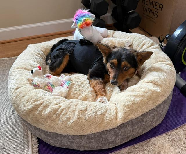 Enlarge Bo, a ADOPTABLE mixed breed in Wilkesboro, NC image 4/6