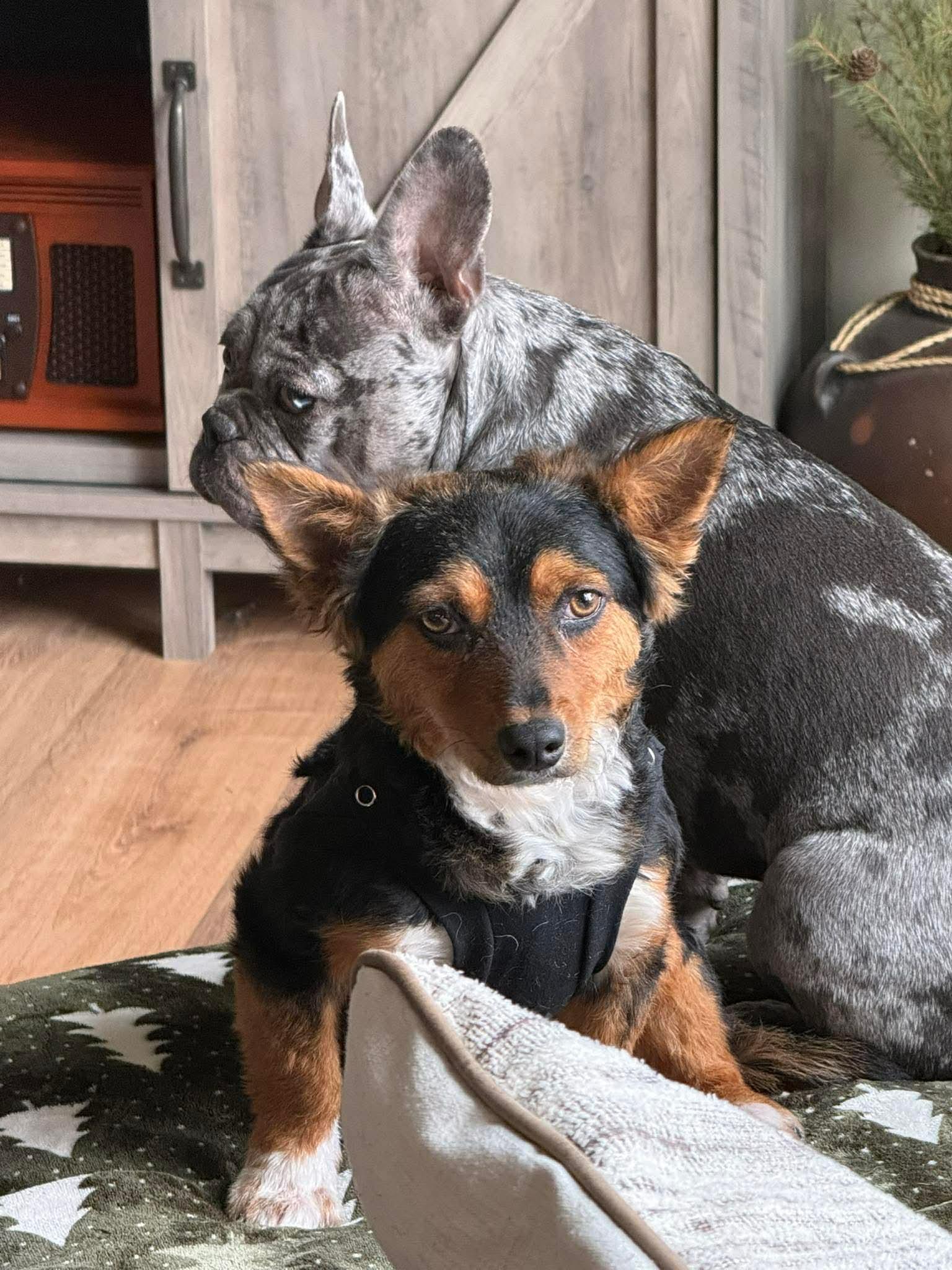 Enlarge Bo, a ADOPTABLE mixed breed in Wilkesboro, NC image 1/6