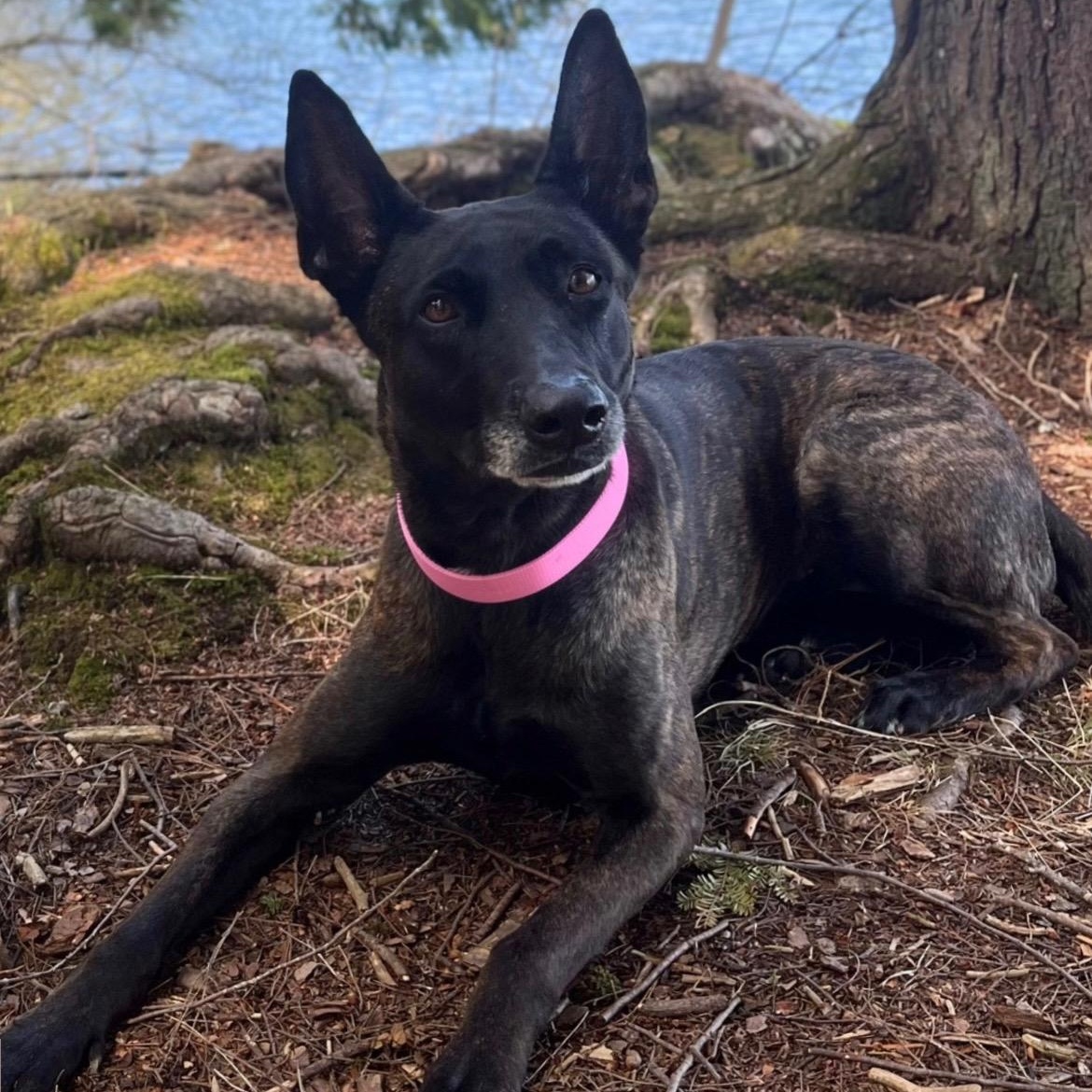Enlarge Ginger, a Adoptable mixed breed in Lewiston, ME image 2/2