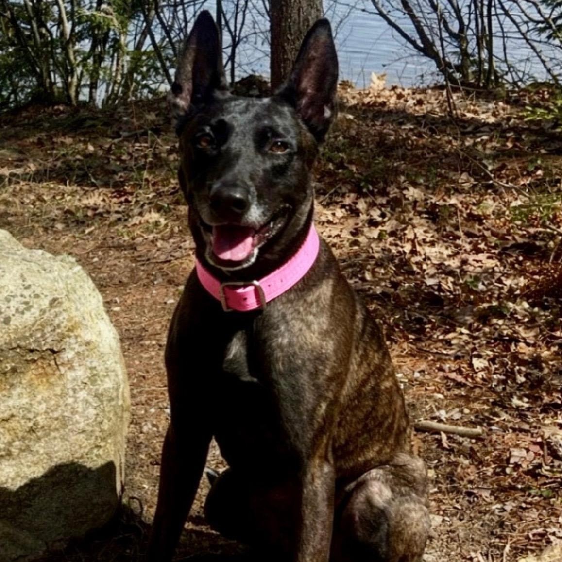 Ginger, Adoptable, Adult Female Dutch Shepherd.