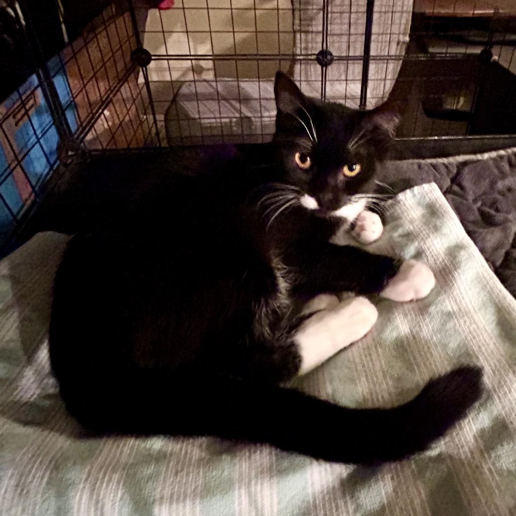 Pepper, a Adoptable Domestic Short Hair in Moses Lake, WA image 1/2