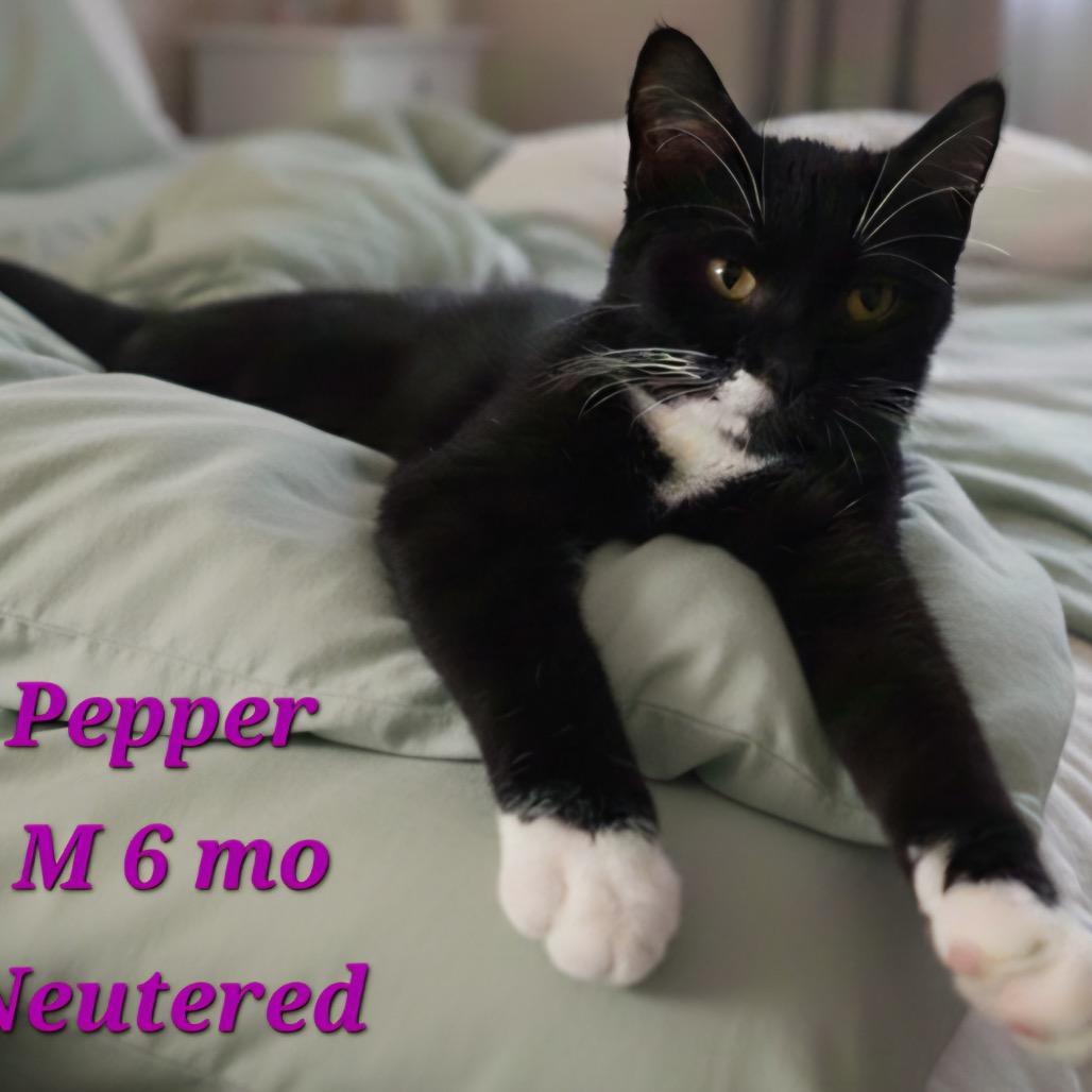 Pepper, a Adoptable Domestic Short Hair in Moses Lake, WA image 2/2