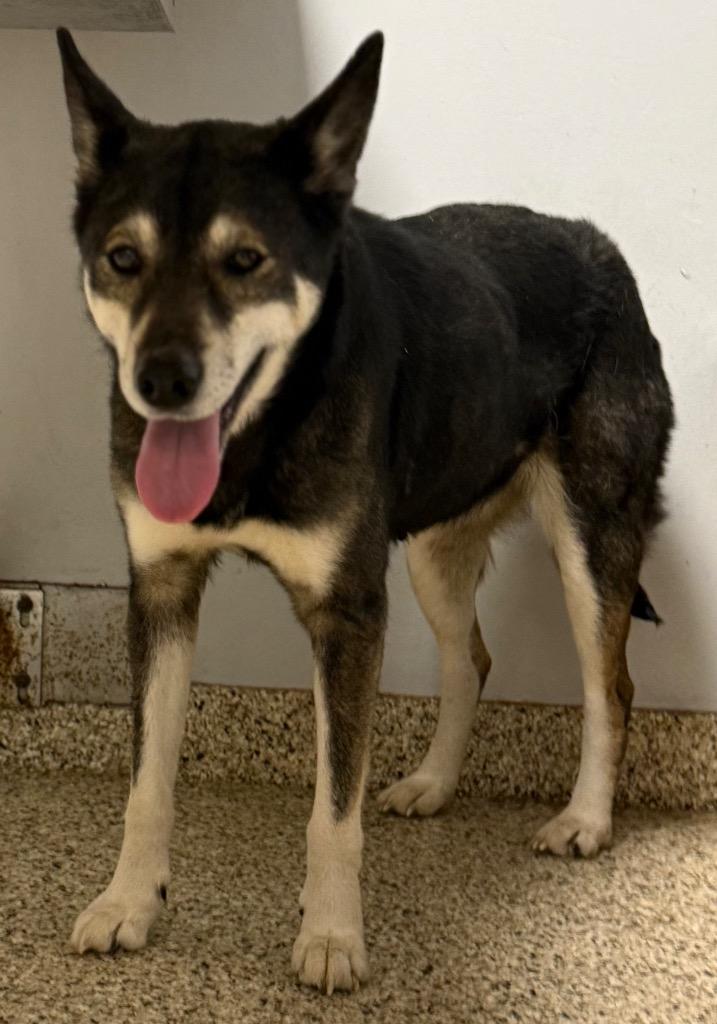 Enlarge Cassidy, a Adoptable mixed breed in Crossville, TN image 2/6