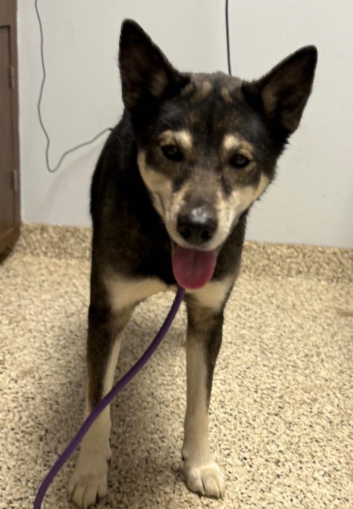 Enlarge Cassidy, a Adoptable mixed breed in Crossville, TN image 1/6