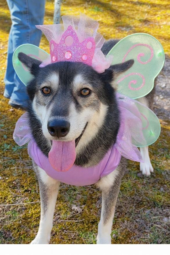 Enlarge Cassidy, a Adoptable mixed breed in Crossville, TN image 5/6