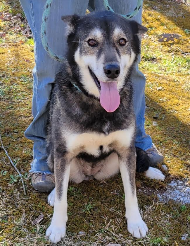 Enlarge Cassidy, a Adoptable mixed breed in Crossville, TN image 4/6