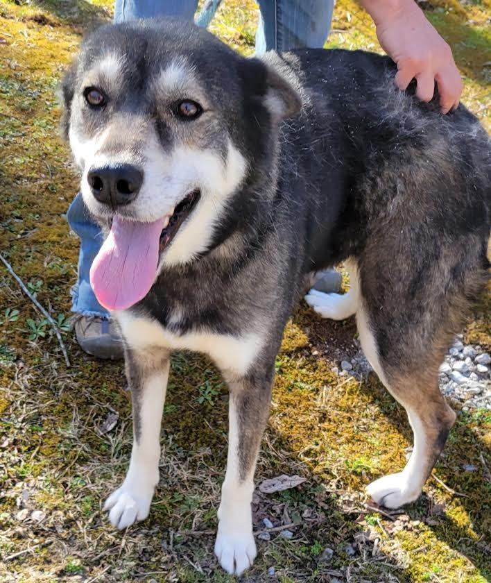 Enlarge Cassidy, a Adoptable mixed breed in Crossville, TN image 3/6