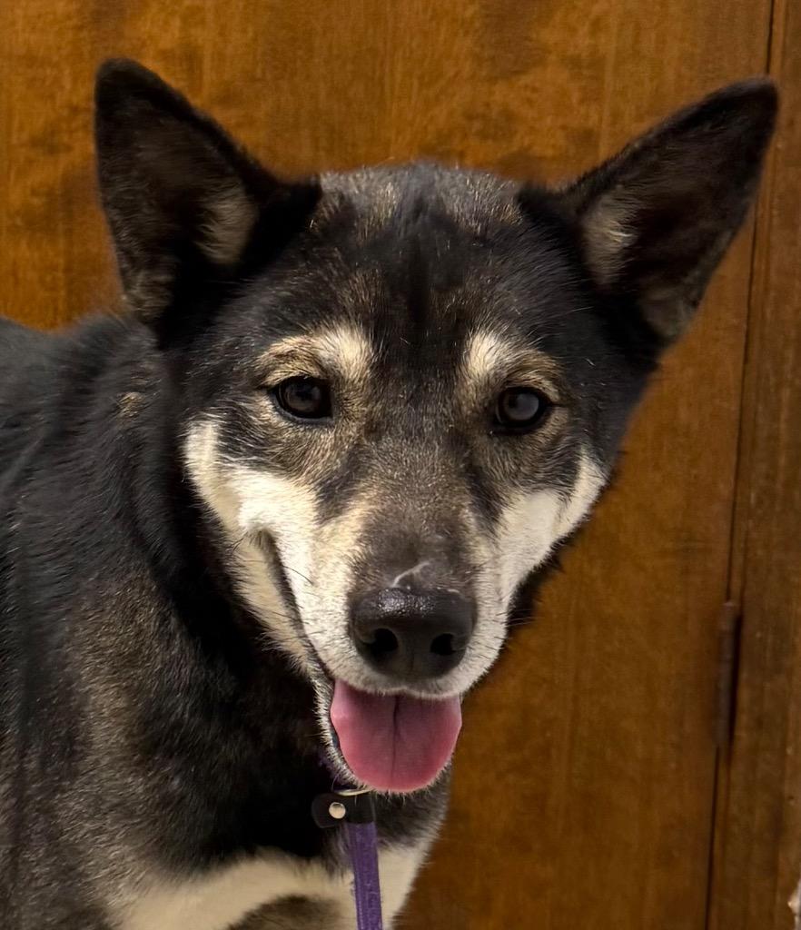 Enlarge Cassidy, a Adoptable mixed breed in Crossville, TN image 4/6