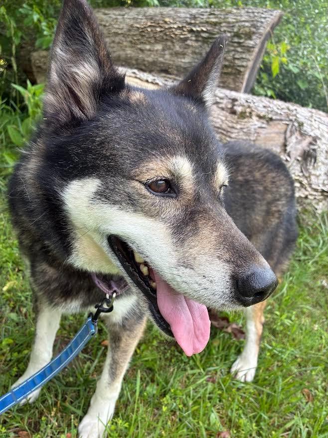 Cassidy, a Adoptable mixed breed in Crossville, TN image 6/6