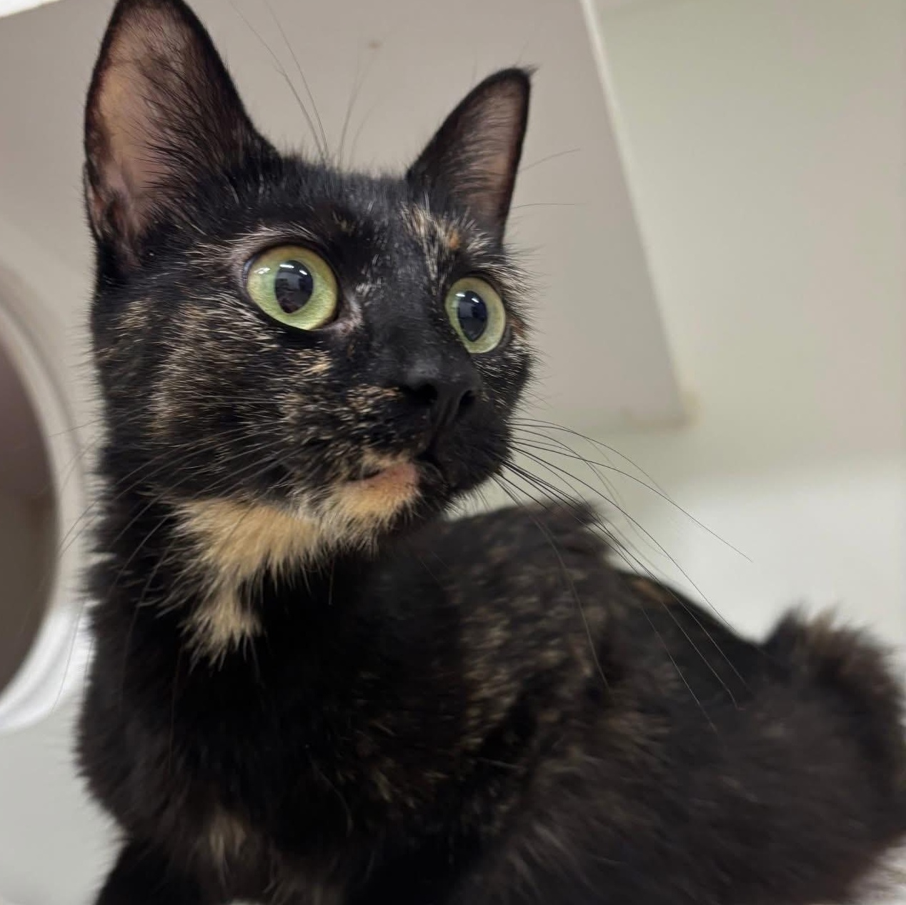 Quinllan, Adoptable, Adult Female Tortoiseshell.