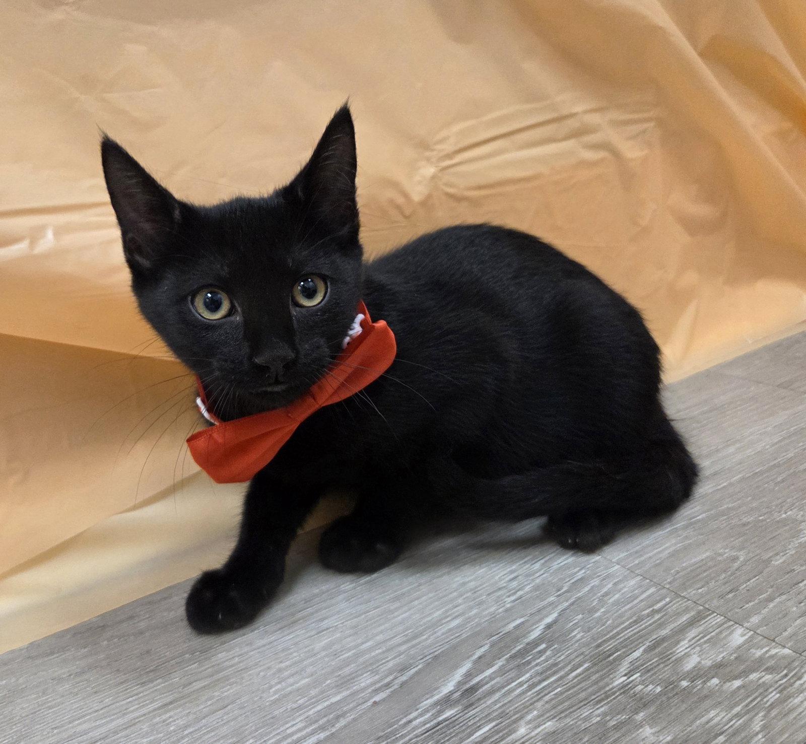 Fredrick, a Adoptable mixed breed in Attalla, AL image 1/3