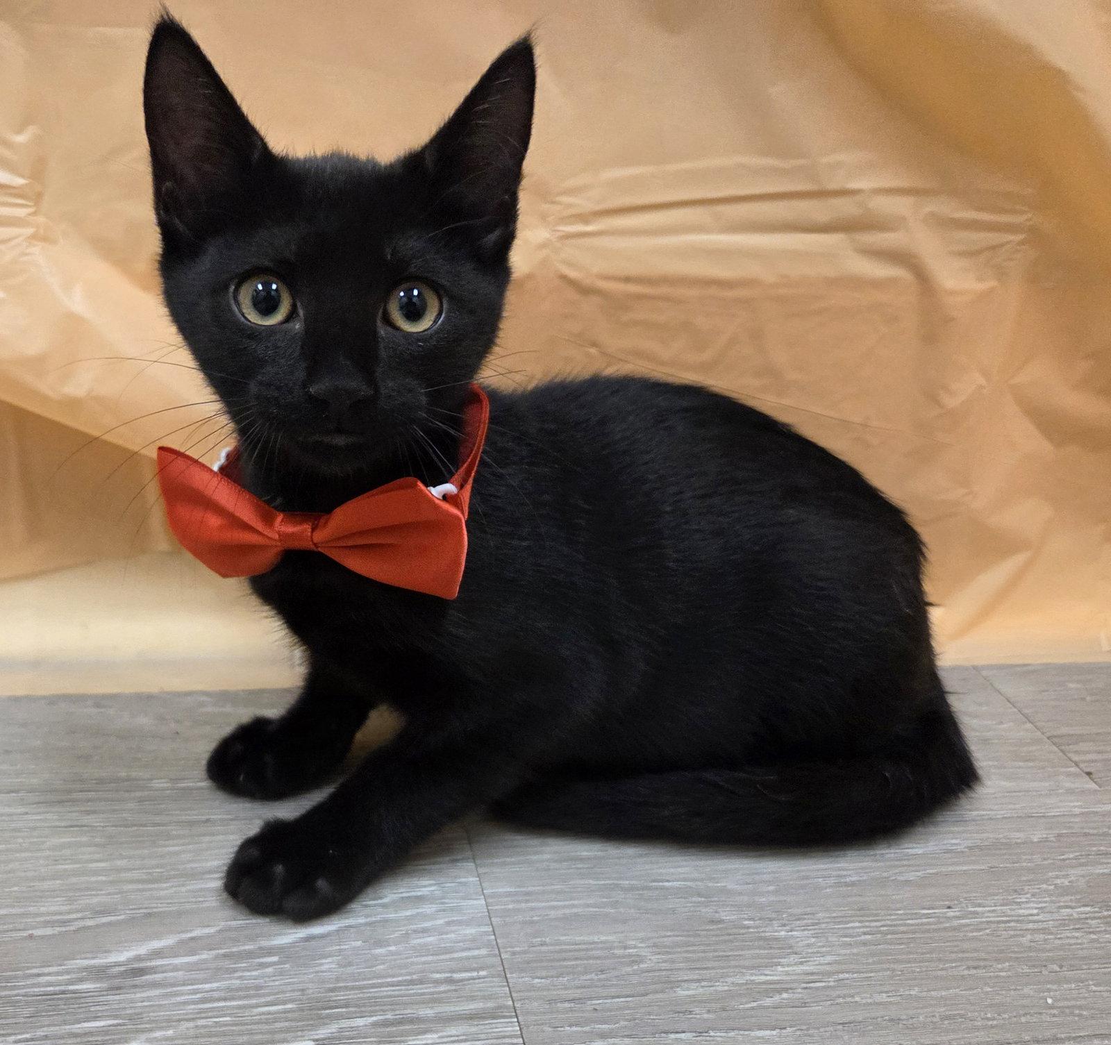 Fredrick, a Adoptable mixed breed in Attalla, AL image 2/3