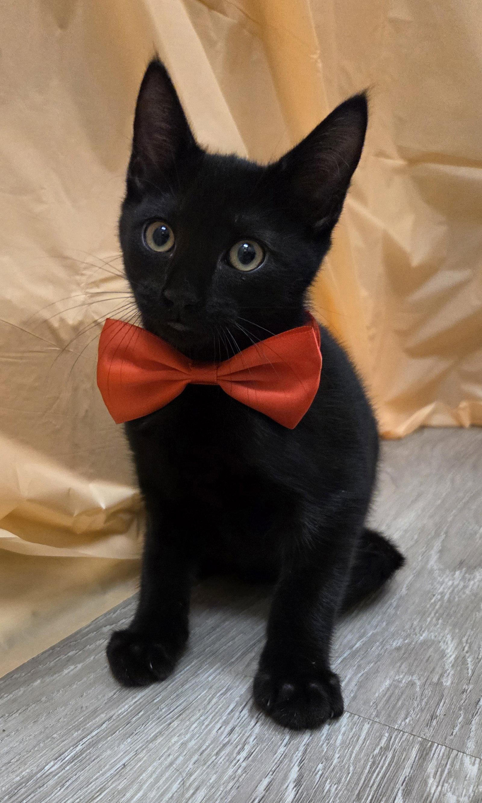 Fredrick, a Adoptable mixed breed in Attalla, AL image 3/3
