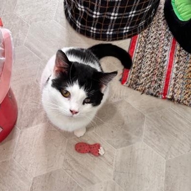 Enlarge Rio, a ADOPTABLE Domestic Short Hair in Ashland, OH image 1/5