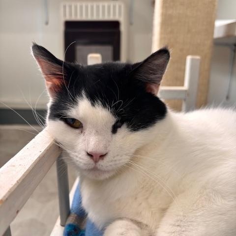 Enlarge Rio, a ADOPTABLE Domestic Short Hair in Ashland, OH image 2/5