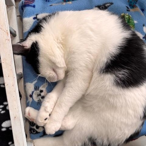 Enlarge Rio, a ADOPTABLE Domestic Short Hair in Ashland, OH image 4/5