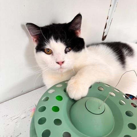 Enlarge Rio, a ADOPTABLE Domestic Short Hair in Ashland, OH image 3/5