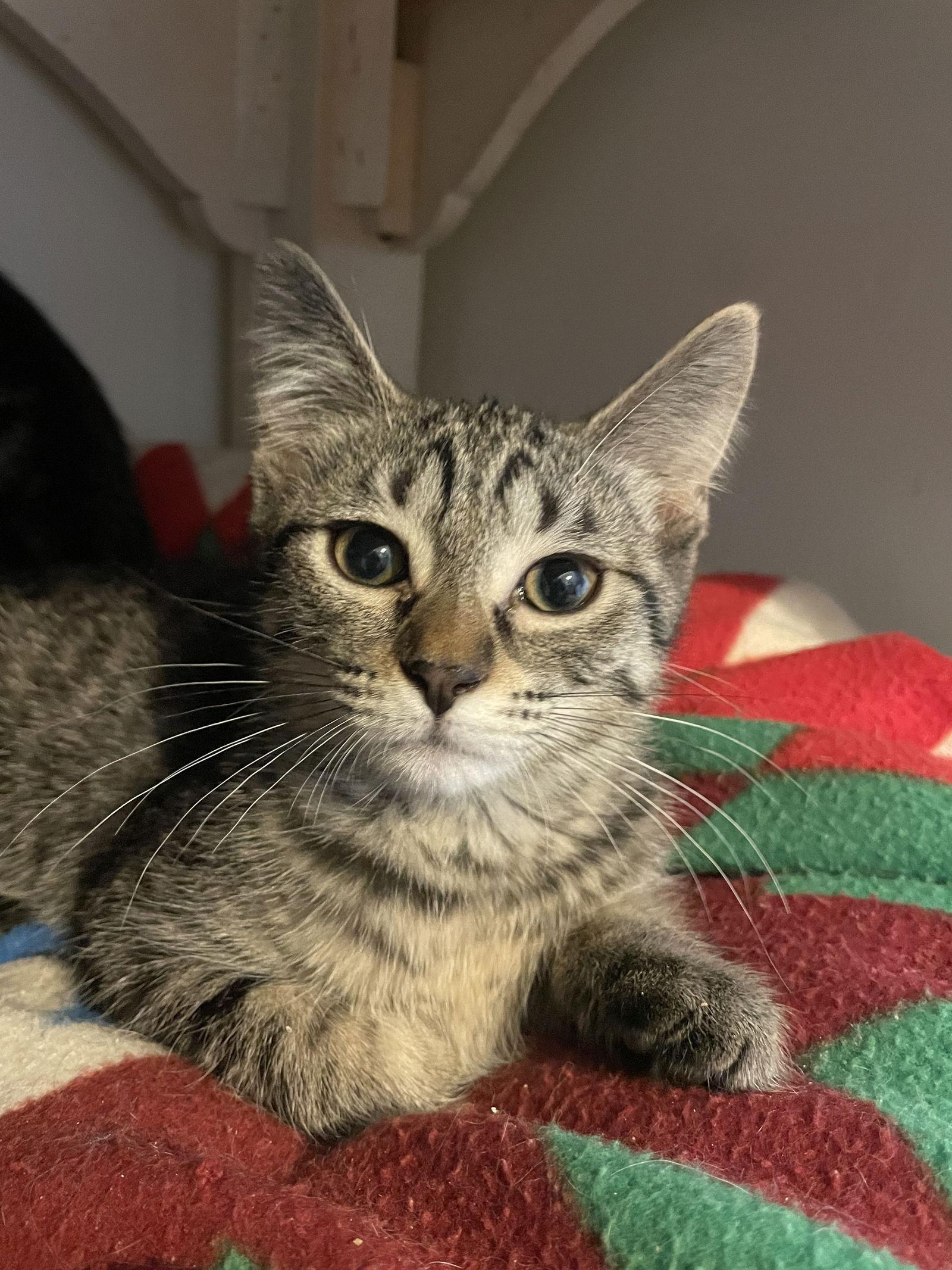 Enlarge Nyx, a Adoptable mixed breed in Island Lake, IL image 1/3