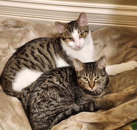 Nyx, Adoptable, Kitten Female Tabby & Domestic Short Hair.