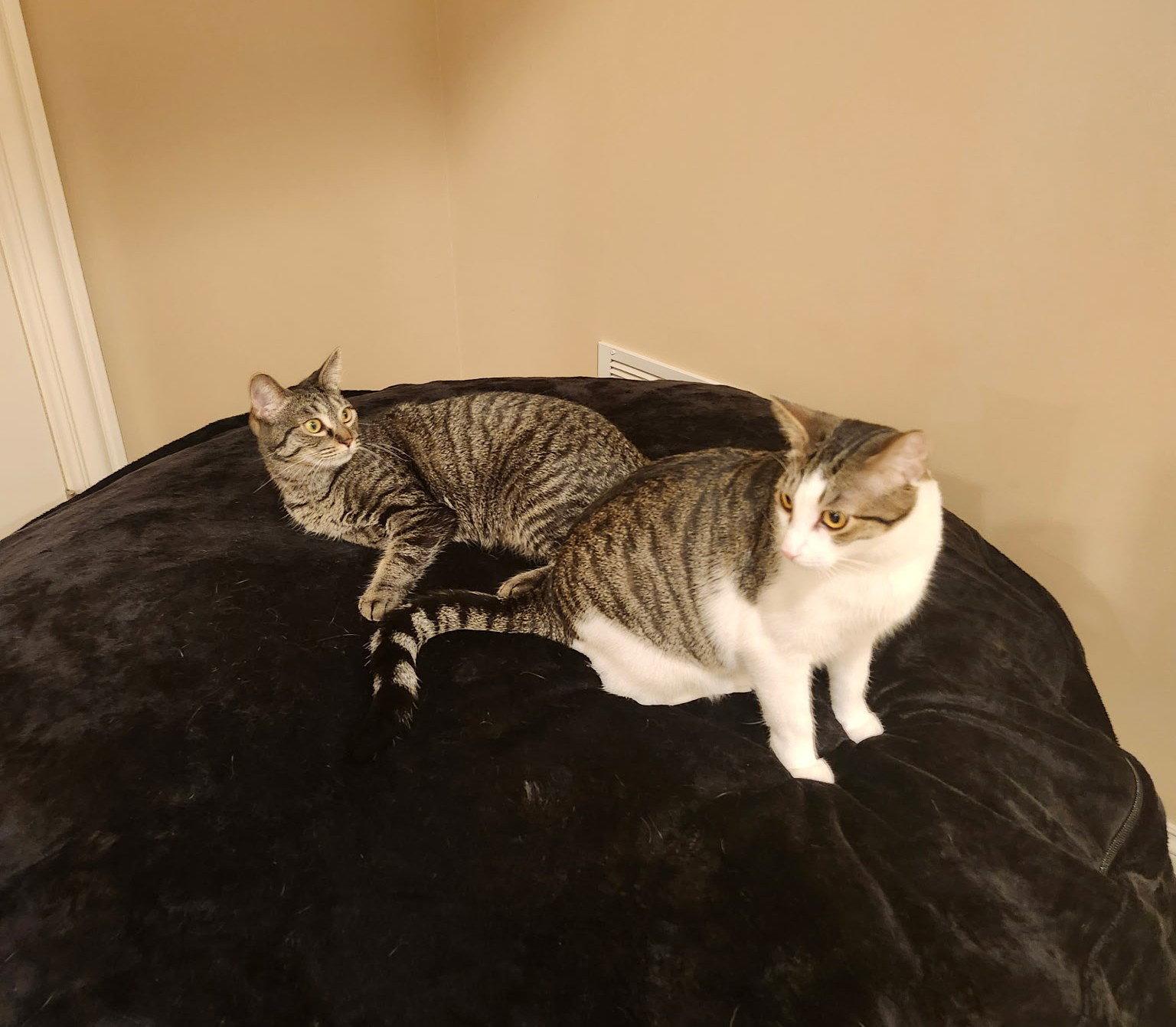 Nyx, Adoptable, Kitten Female Tabby & Domestic Short Hair.
