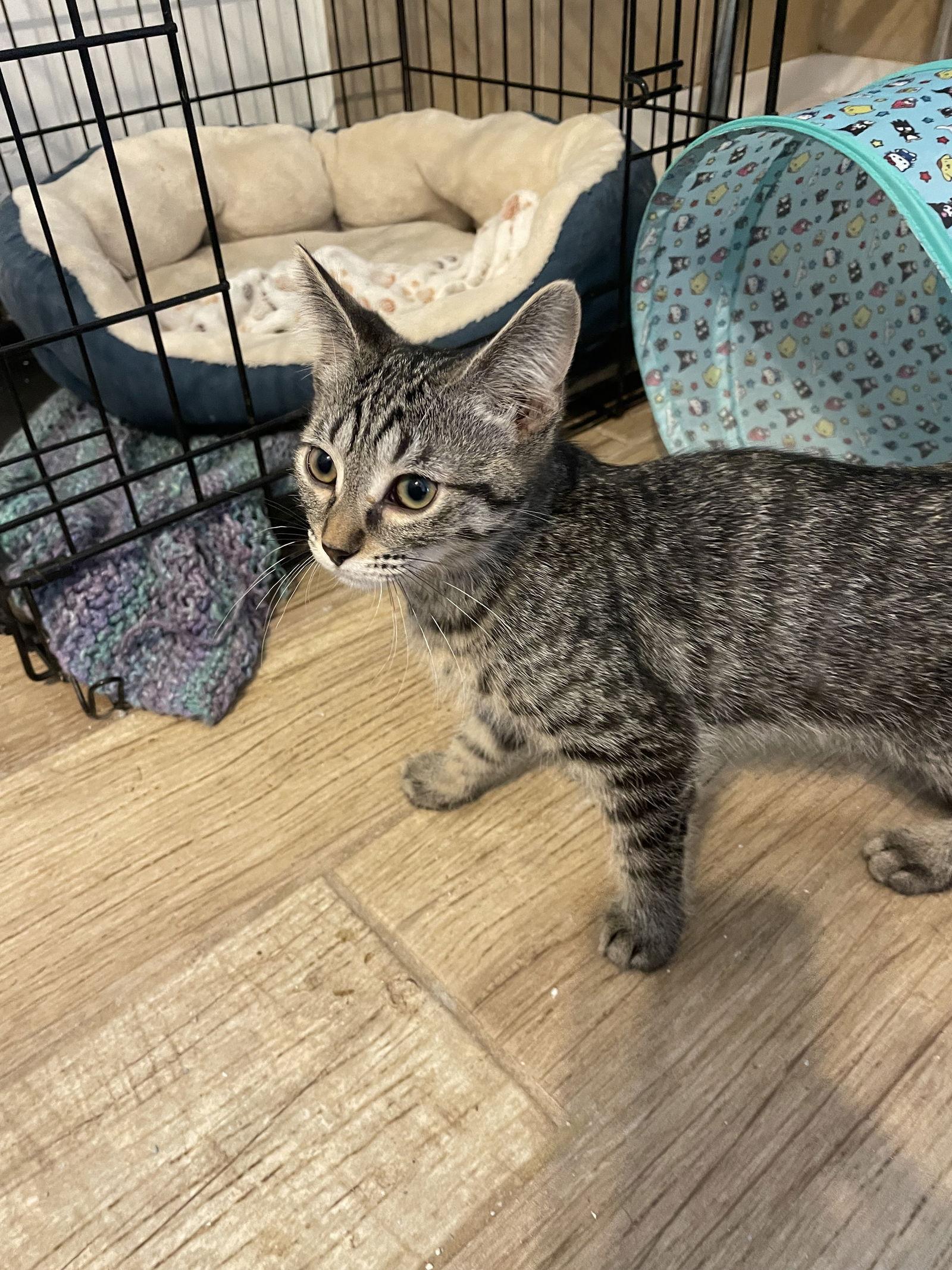 Enlarge Nyx, a Adoptable mixed breed in Island Lake, IL image 2/3