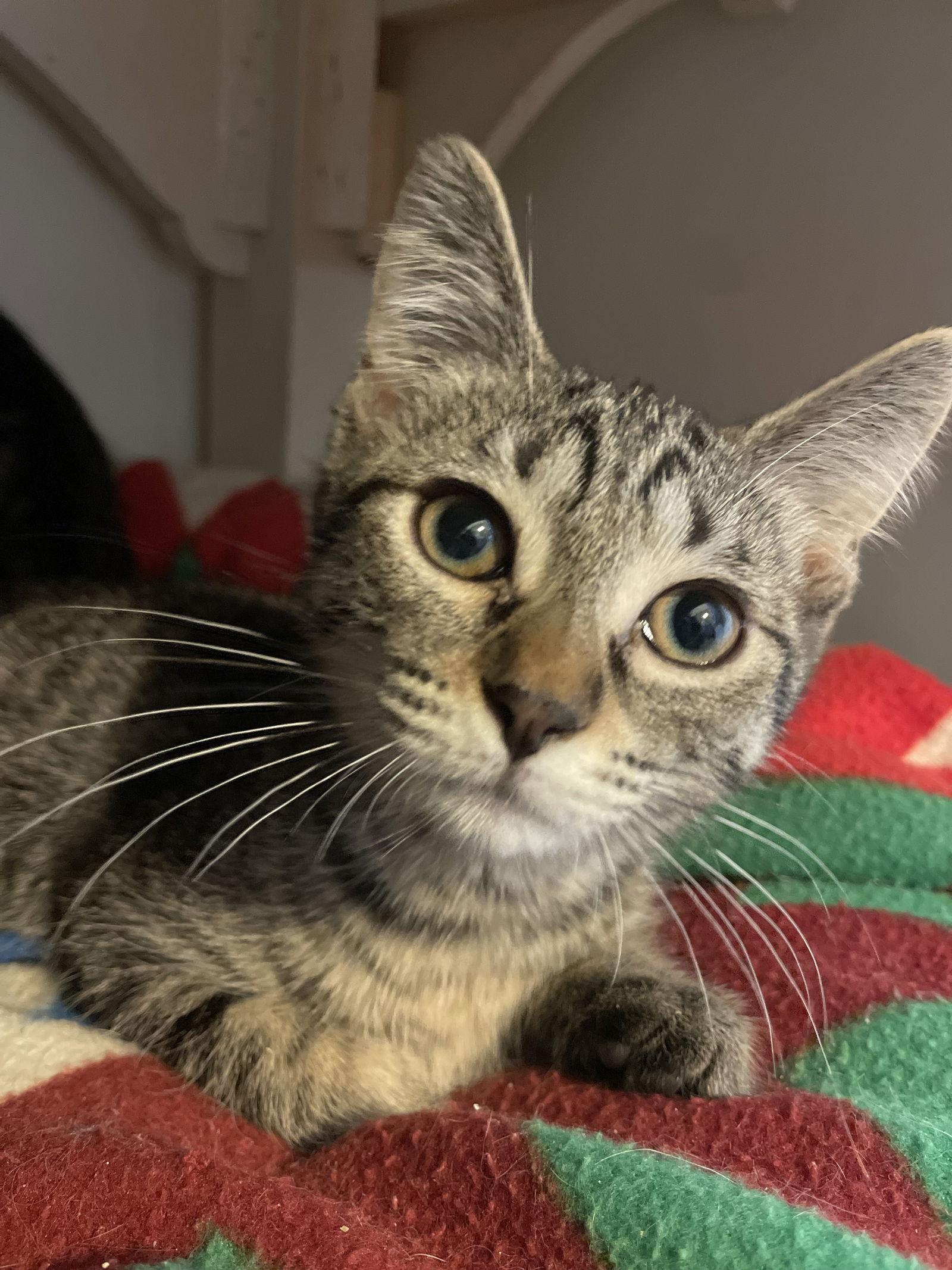 Enlarge Nyx, a Adoptable mixed breed in Island Lake, IL image 3/3