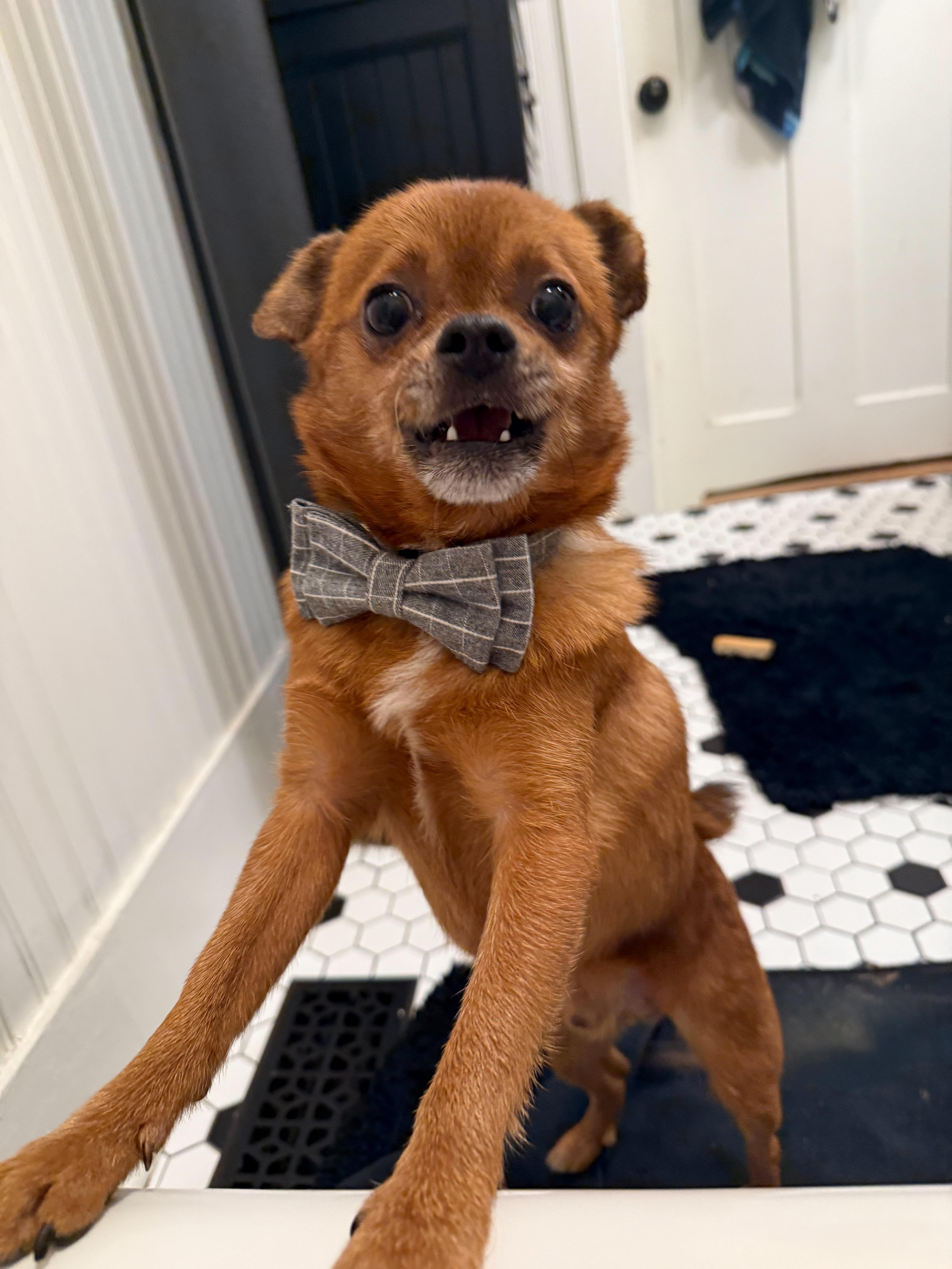 Sid Vicious, a Adopted mixed breed in Troy, MI image 1/5