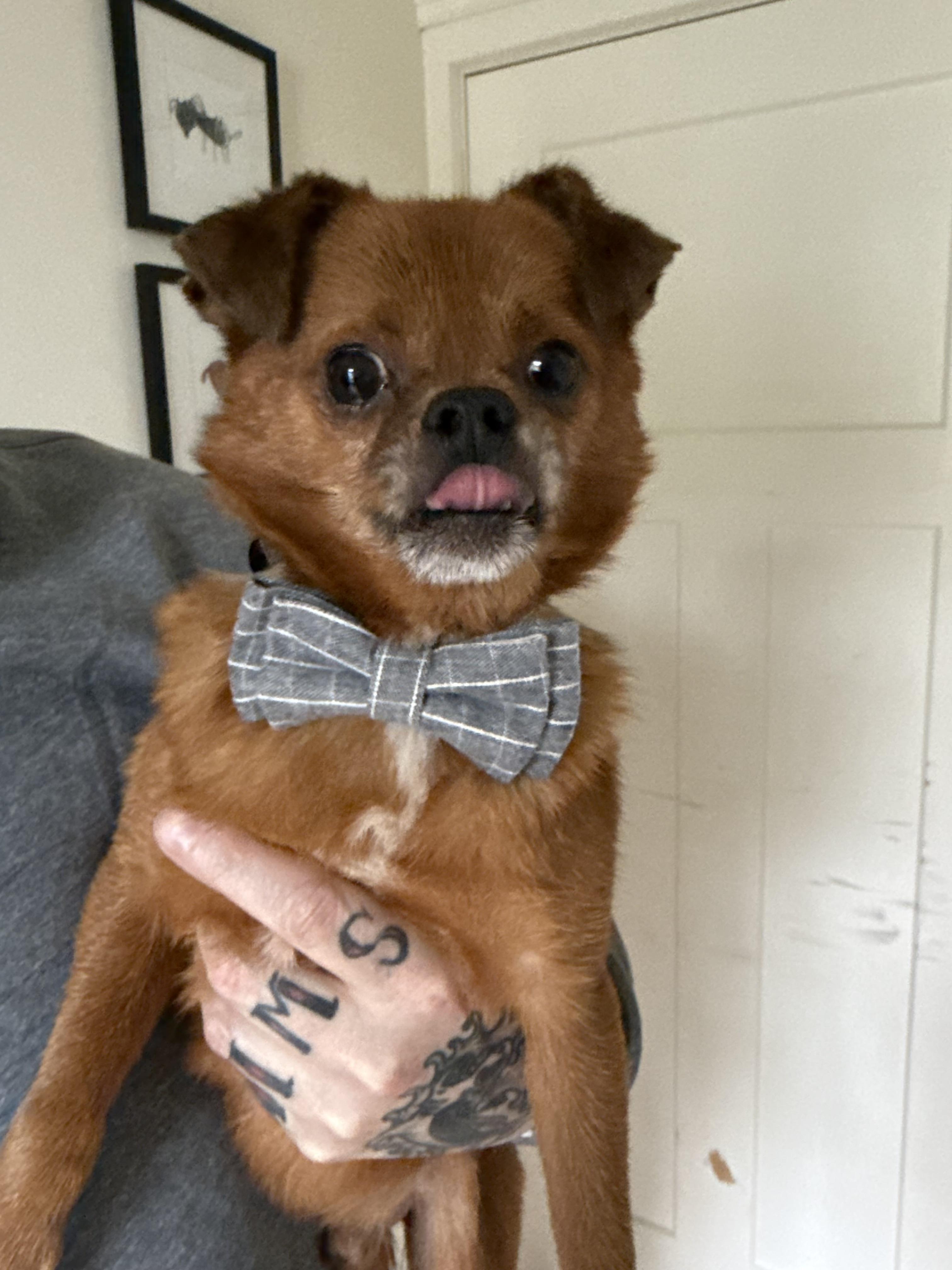 Sid Vicious, a Adopted mixed breed in Troy, MI image 2/5