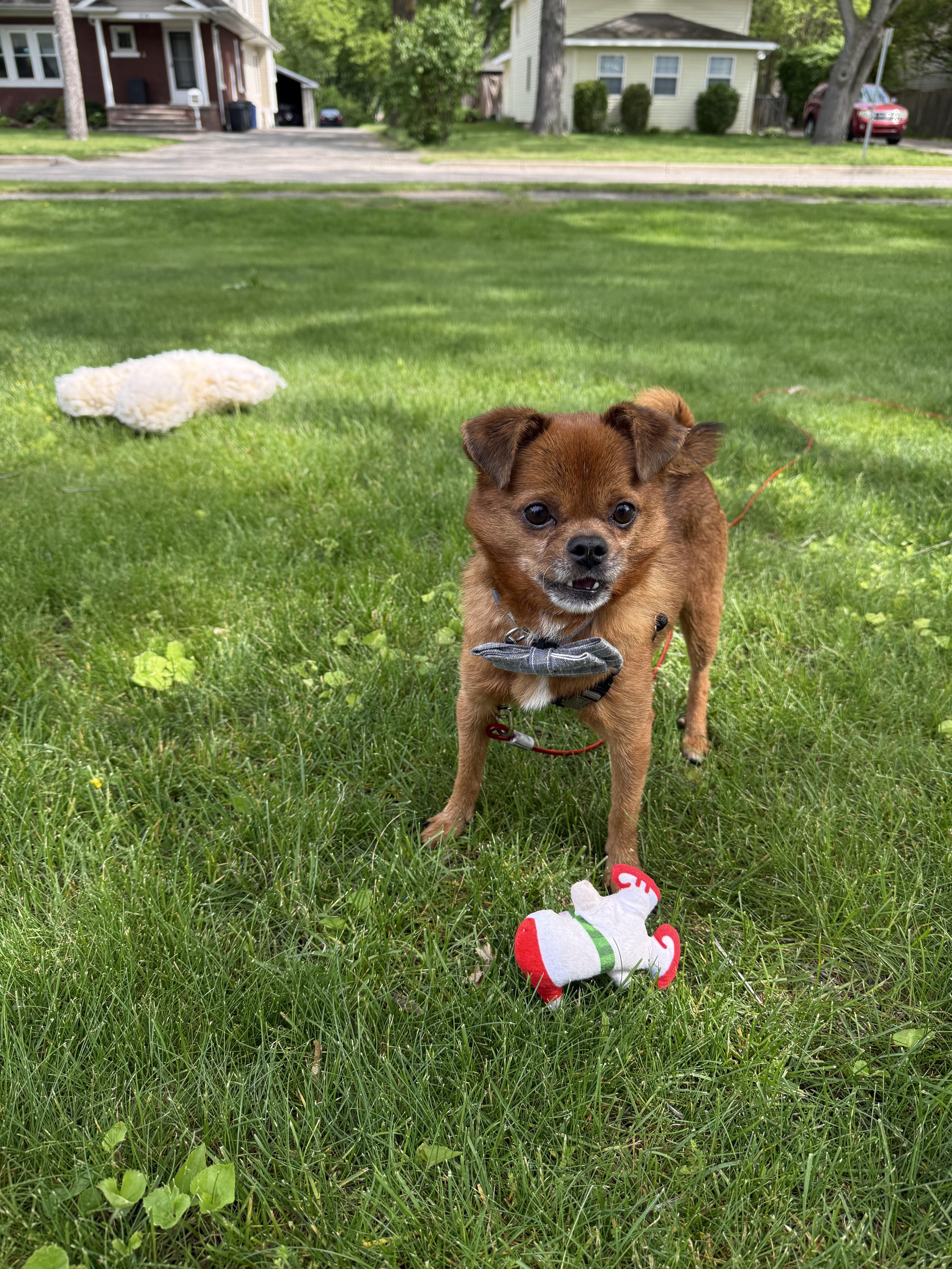 Sid Vicious, a Adopted mixed breed in Troy, MI image 3/5