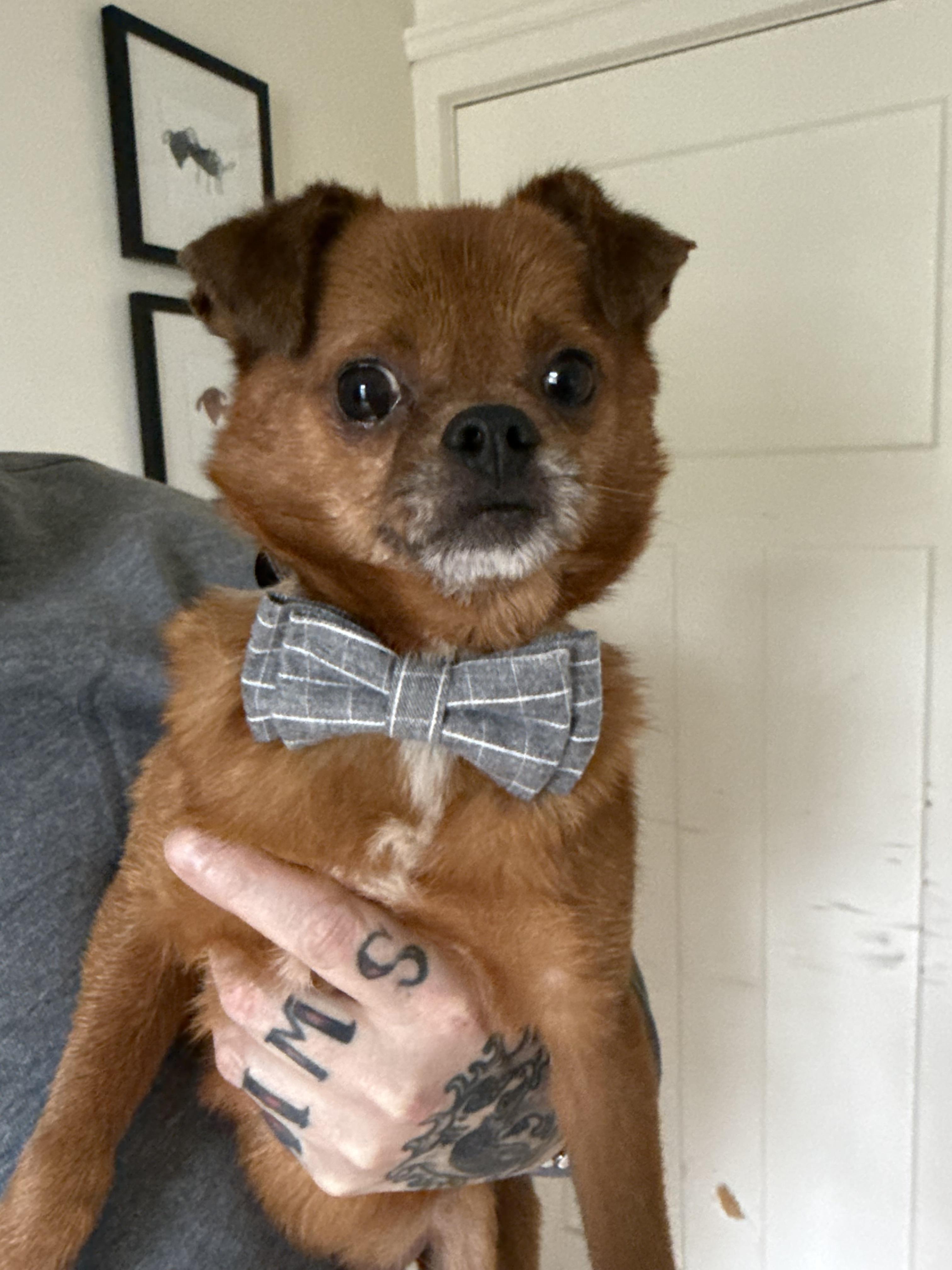 Sid Vicious, a Adopted mixed breed in Troy, MI image 4/5
