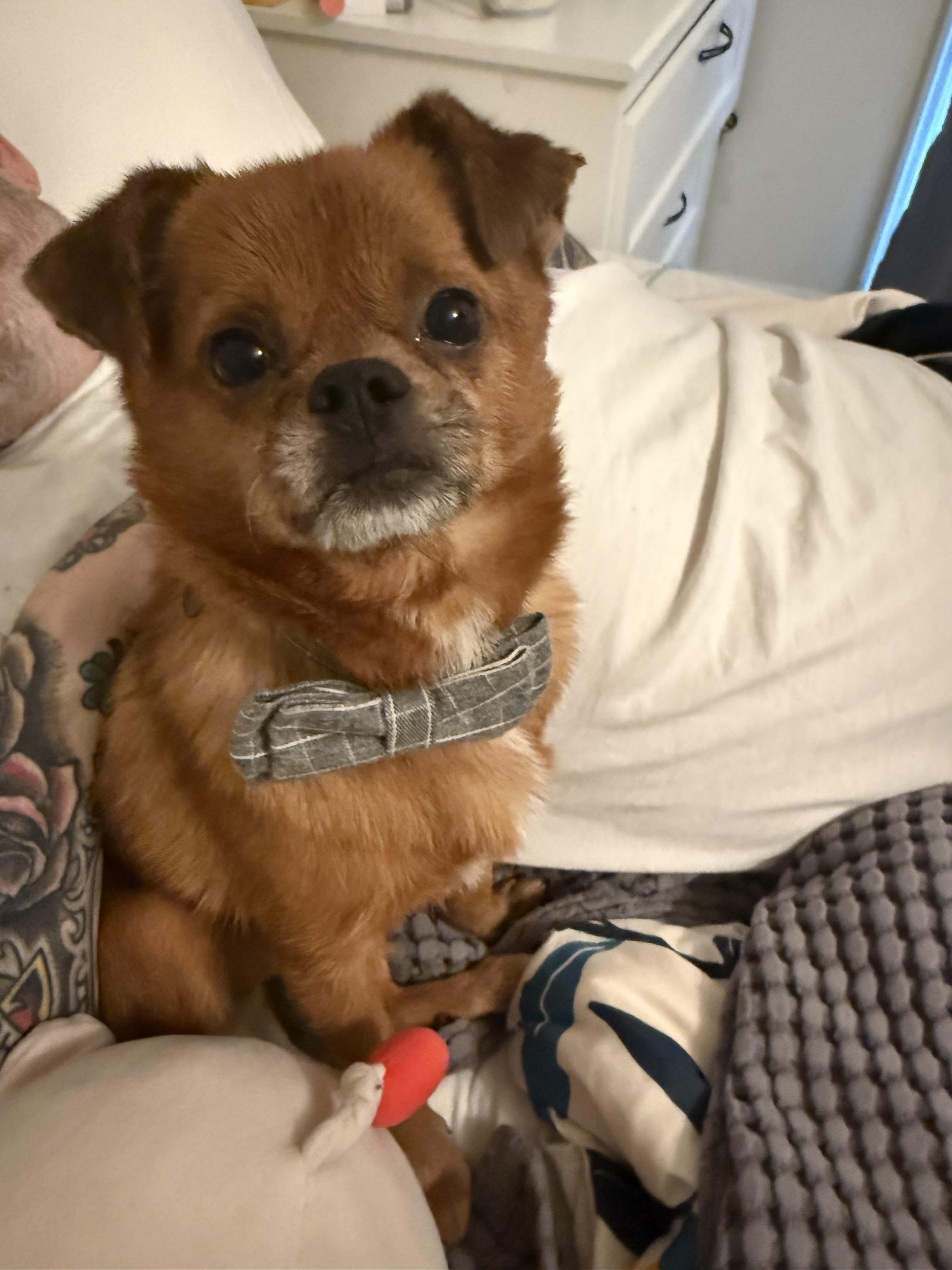 Sid Vicious, a Adopted mixed breed in Troy, MI image 5/5