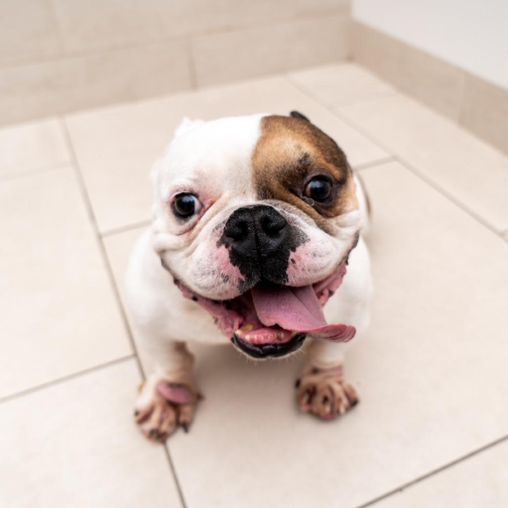 Penn, ADOPTABLE, Adult • Male, English Bulldog.
